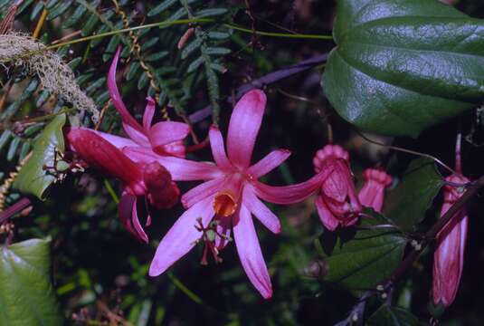 Image of Passiflora orbiculata Cav.