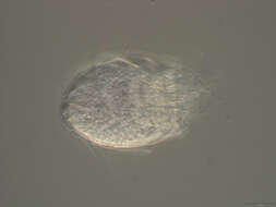 Image of Spinoloricus Heiner & Neuhaus 2007