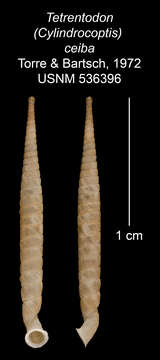 Image of Tetrentodon ceiba C. de la Torre & Bartsch 1972