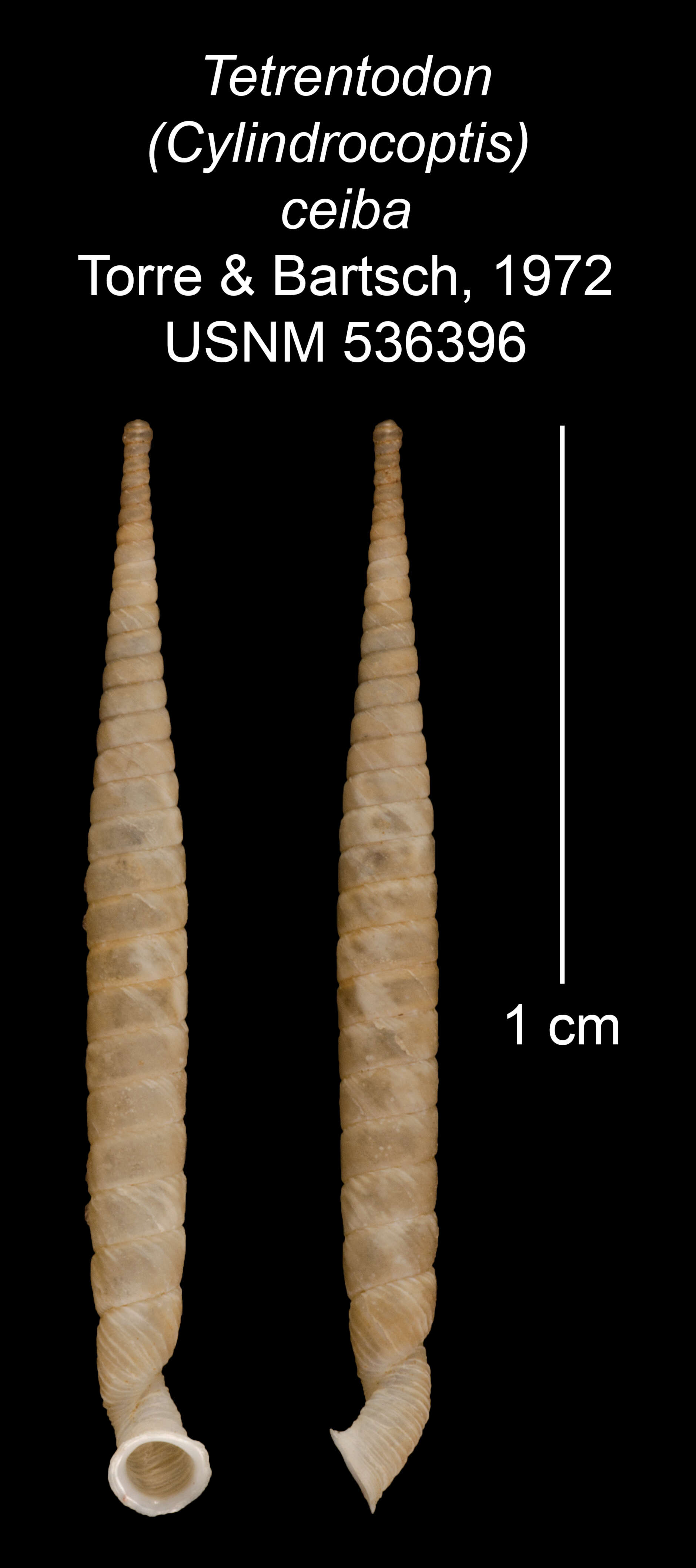 Image of Tetrentodon ceiba C. de la Torre & Bartsch 1972