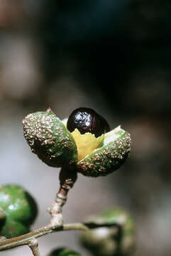 Image of Florida toadwood