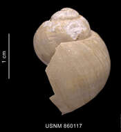 Image of Falsilunatia benthicola (Dell 1990)