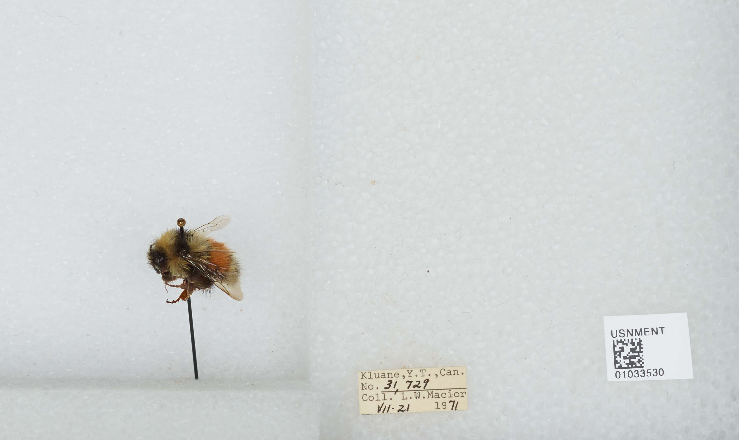 Image de Bombus sylvicola Kirby 1837