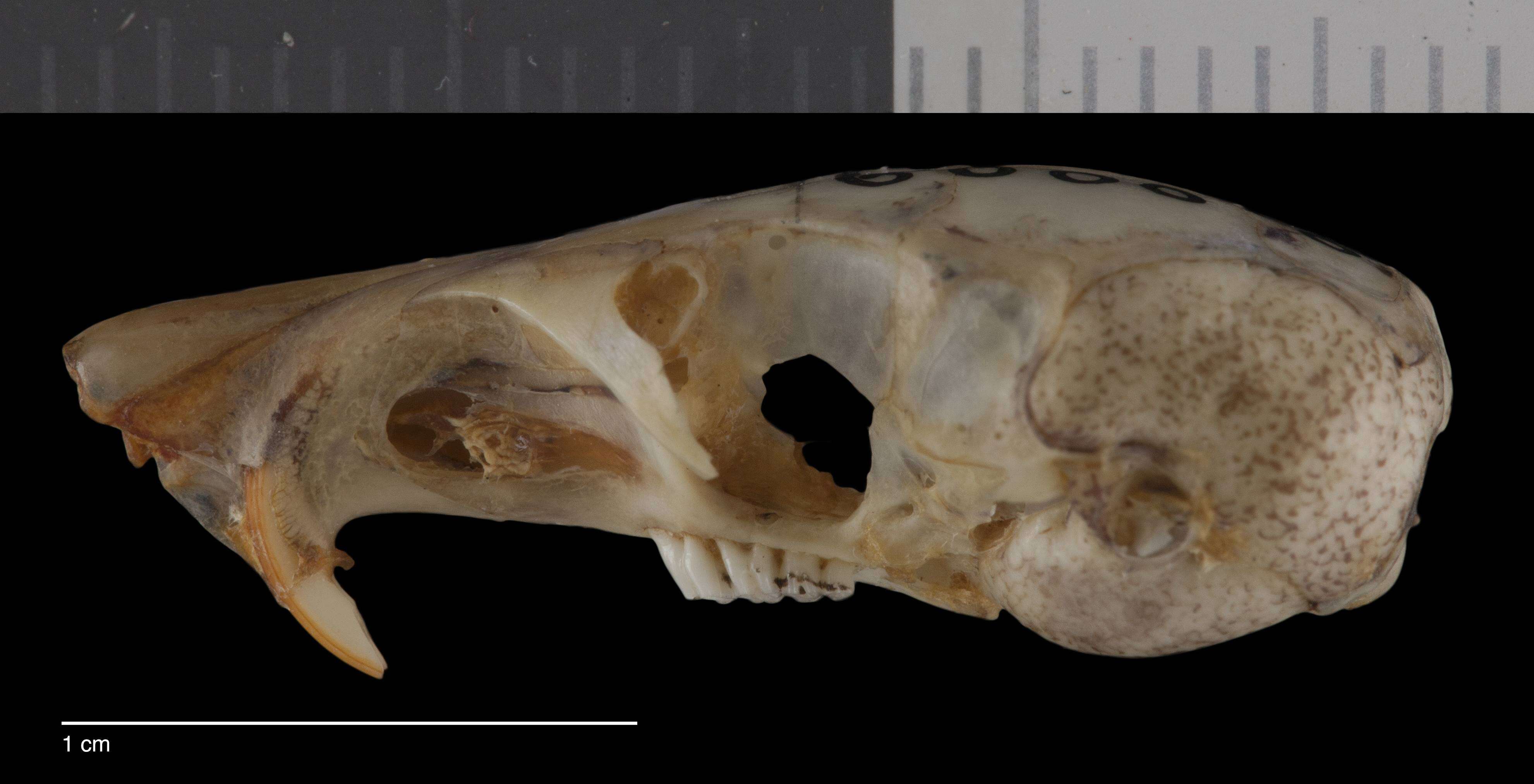 Image of Chaetodipus intermedius intermedius (Merriam 1889)