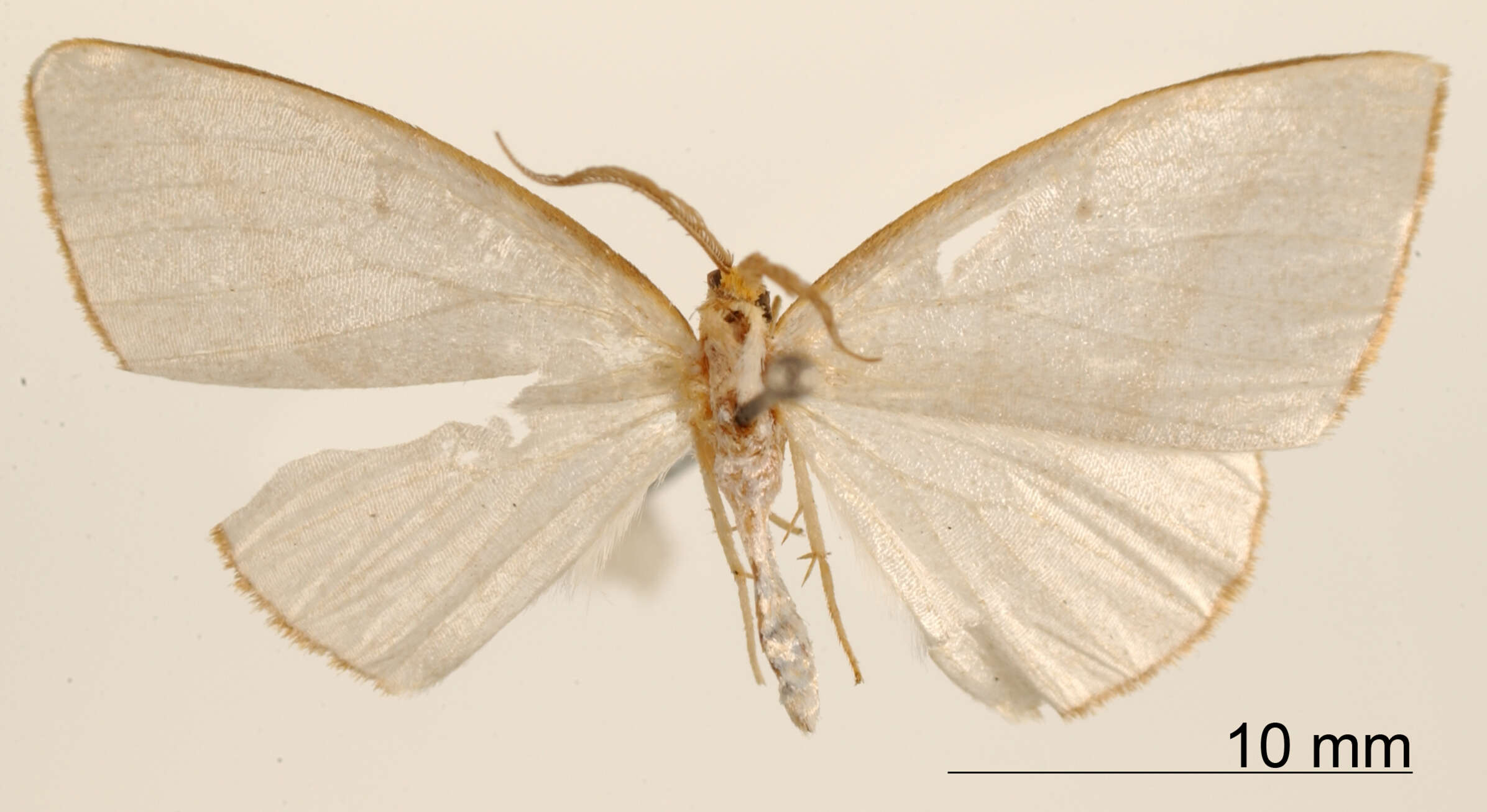 Leuculopsis rufifimbria Dognin 1911 resmi