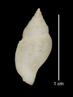 Image of Daphnella reticulosa (Dall 1889)