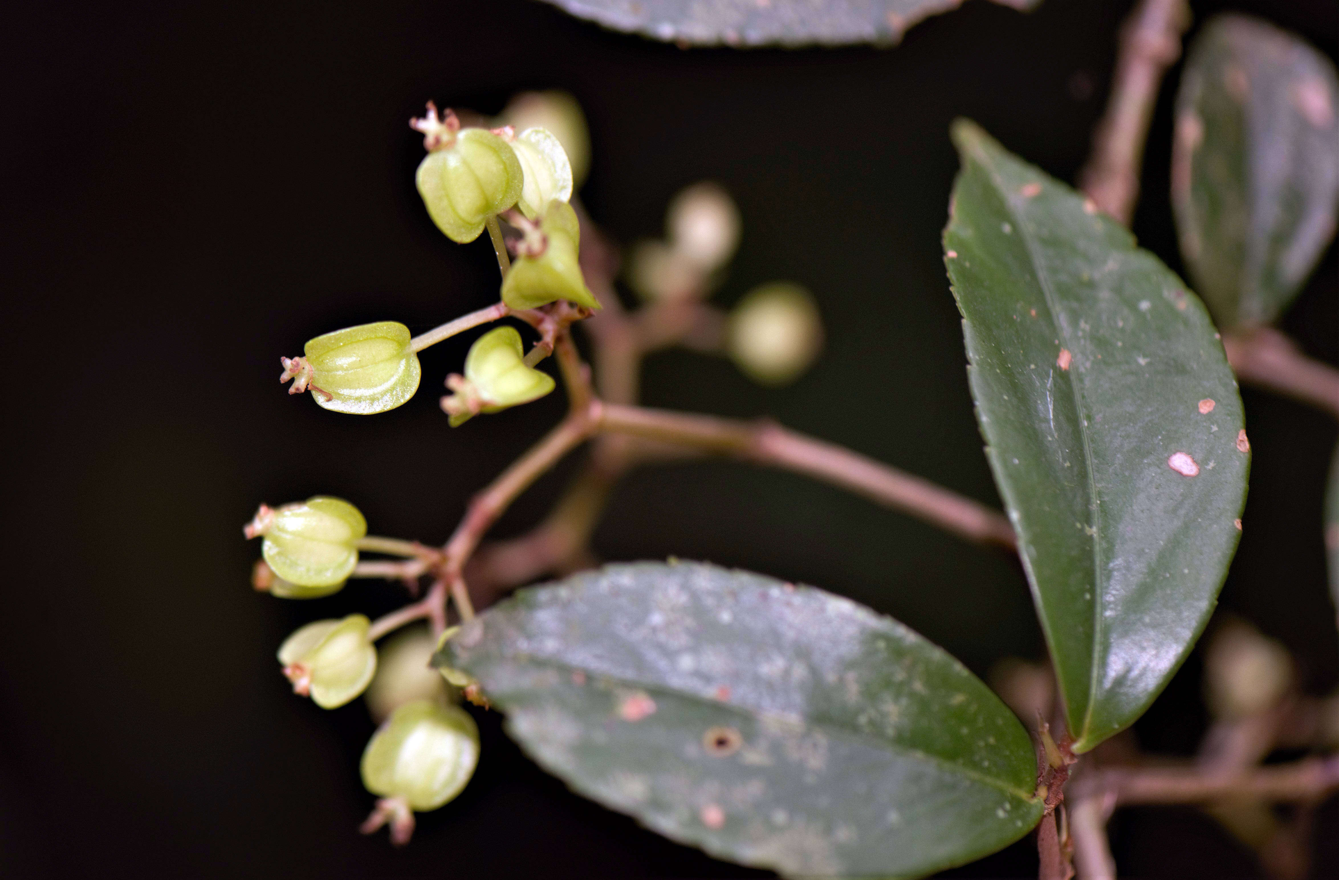 Слика од Begonia fruticosa (Klotzsch) A. DC.