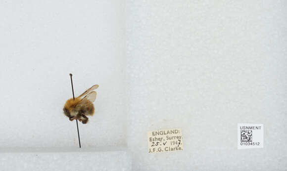 Image of Bombus muscorum (Linnaeus 1758)