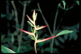 Image of Heliconia brachyantha L. Andersson