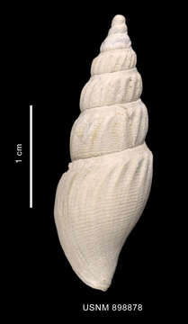 Image of Antarctospira angusteplicata (Strebel 1905)