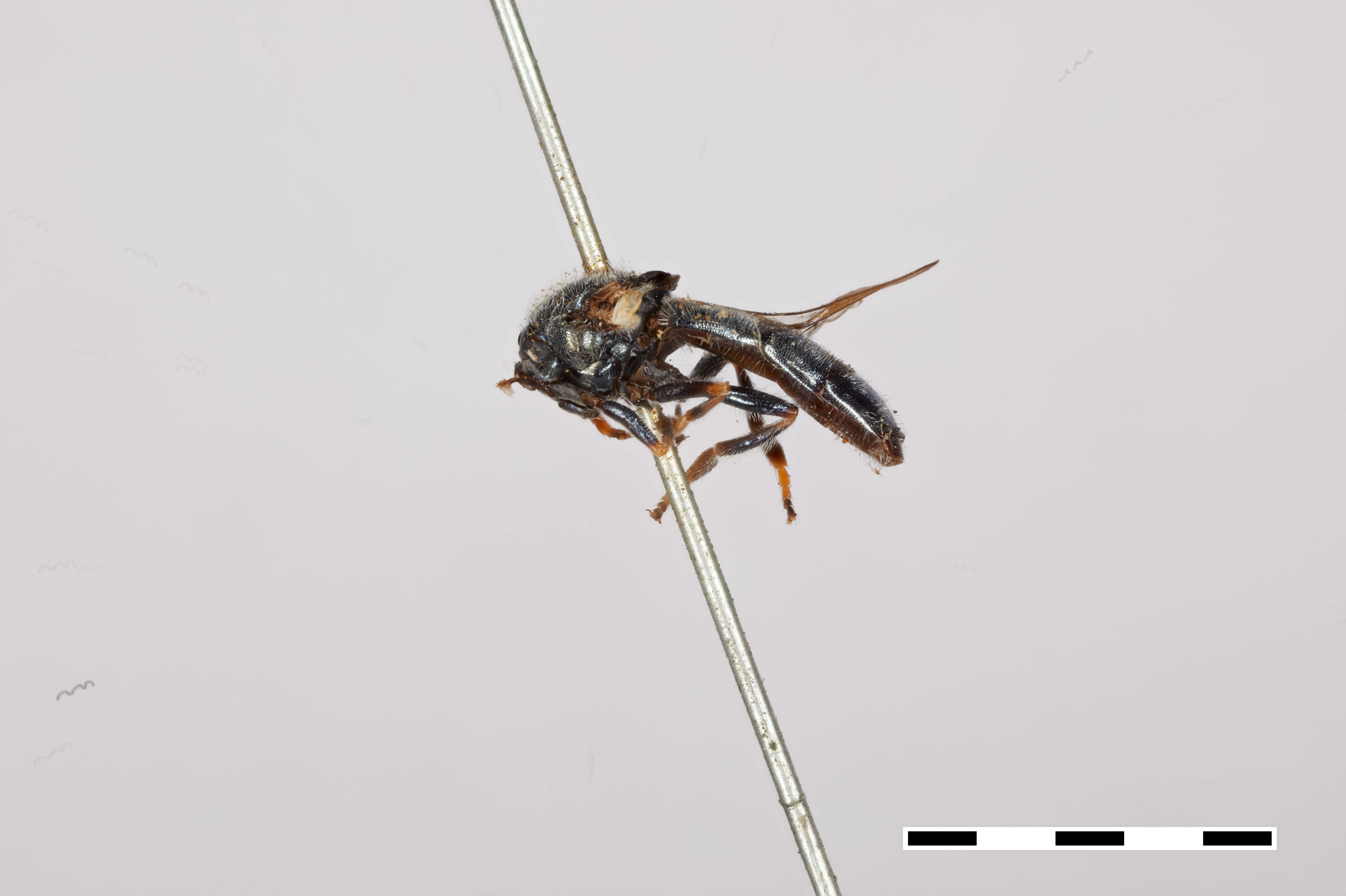 Image of Trichopsomyia apisaon Walker 1849