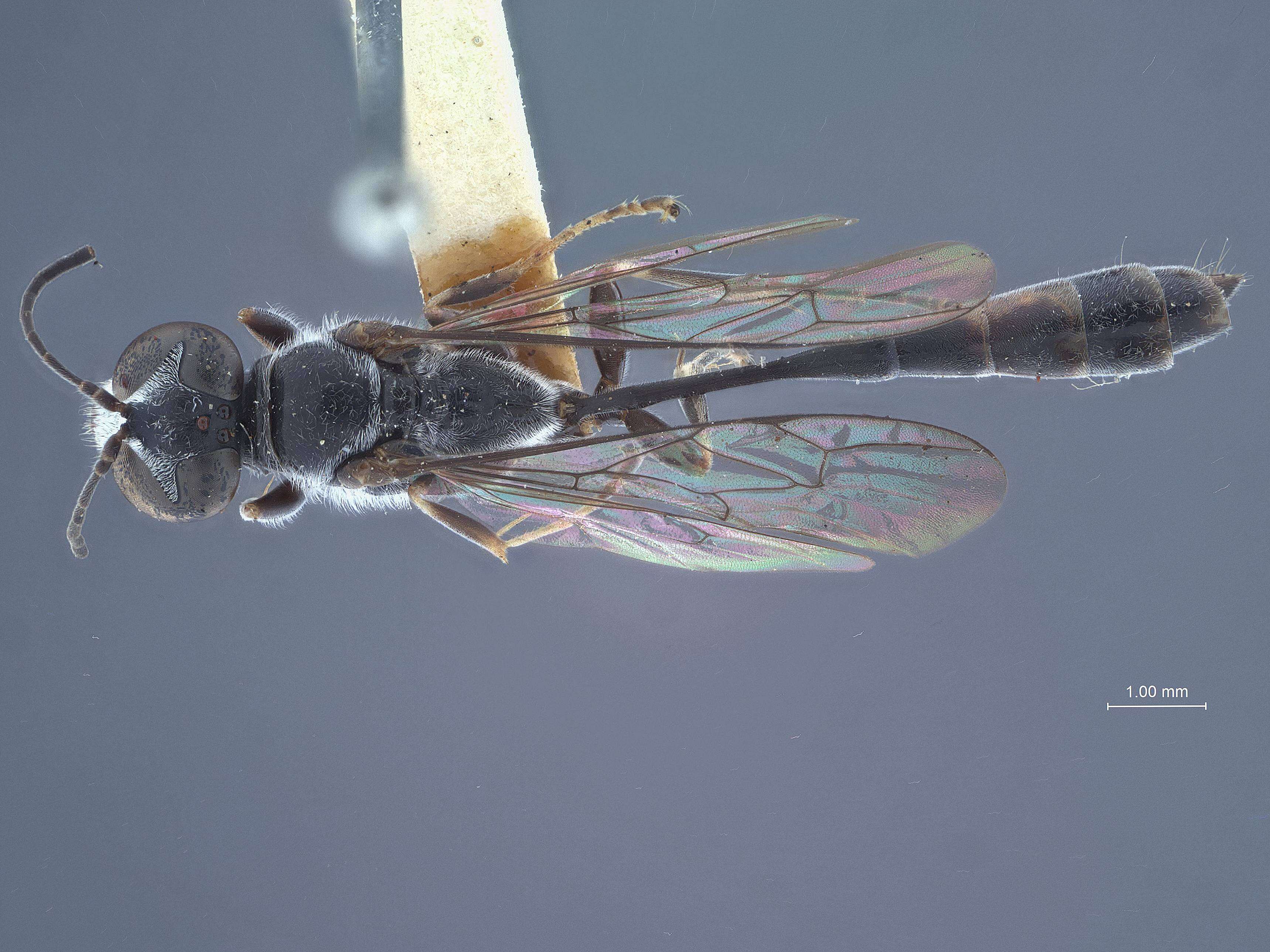 Image de Trypoxylon sarum Tsuneki 1980