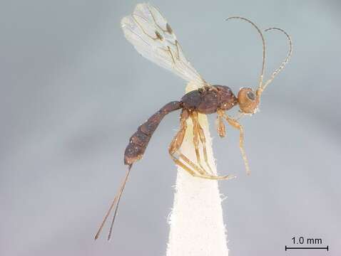 Image of Rhaconotus barri Marsh 1976