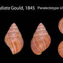 Imagem de Achatinella radiata Gould