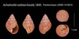 Imagem de Achatinella radiata Gould