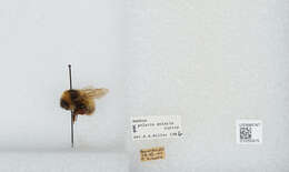 Image of Polar Bumble Bee