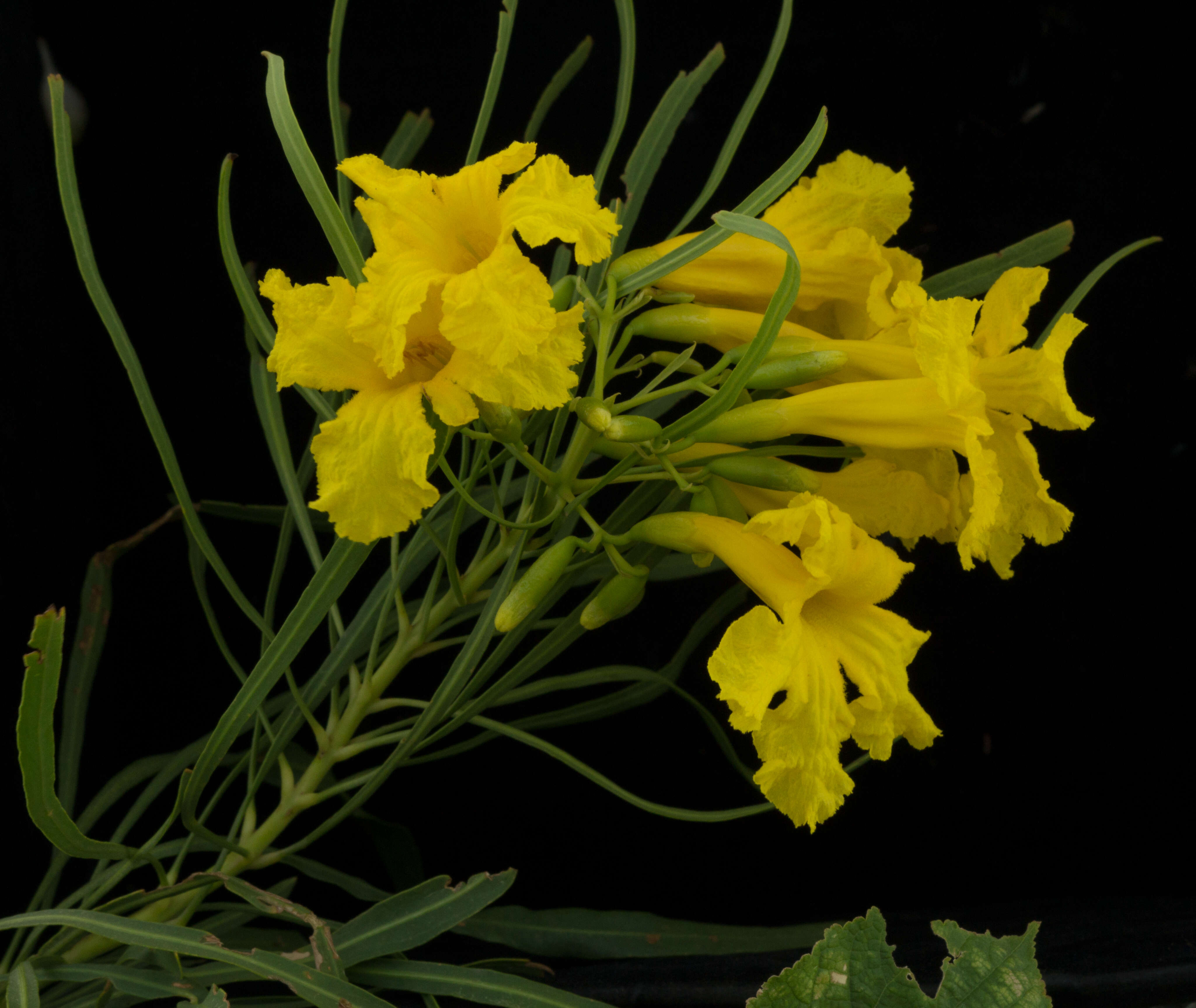 Image of Astianthus