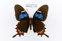 Image of Parides gundlachianus (Felder & Felder 1864)