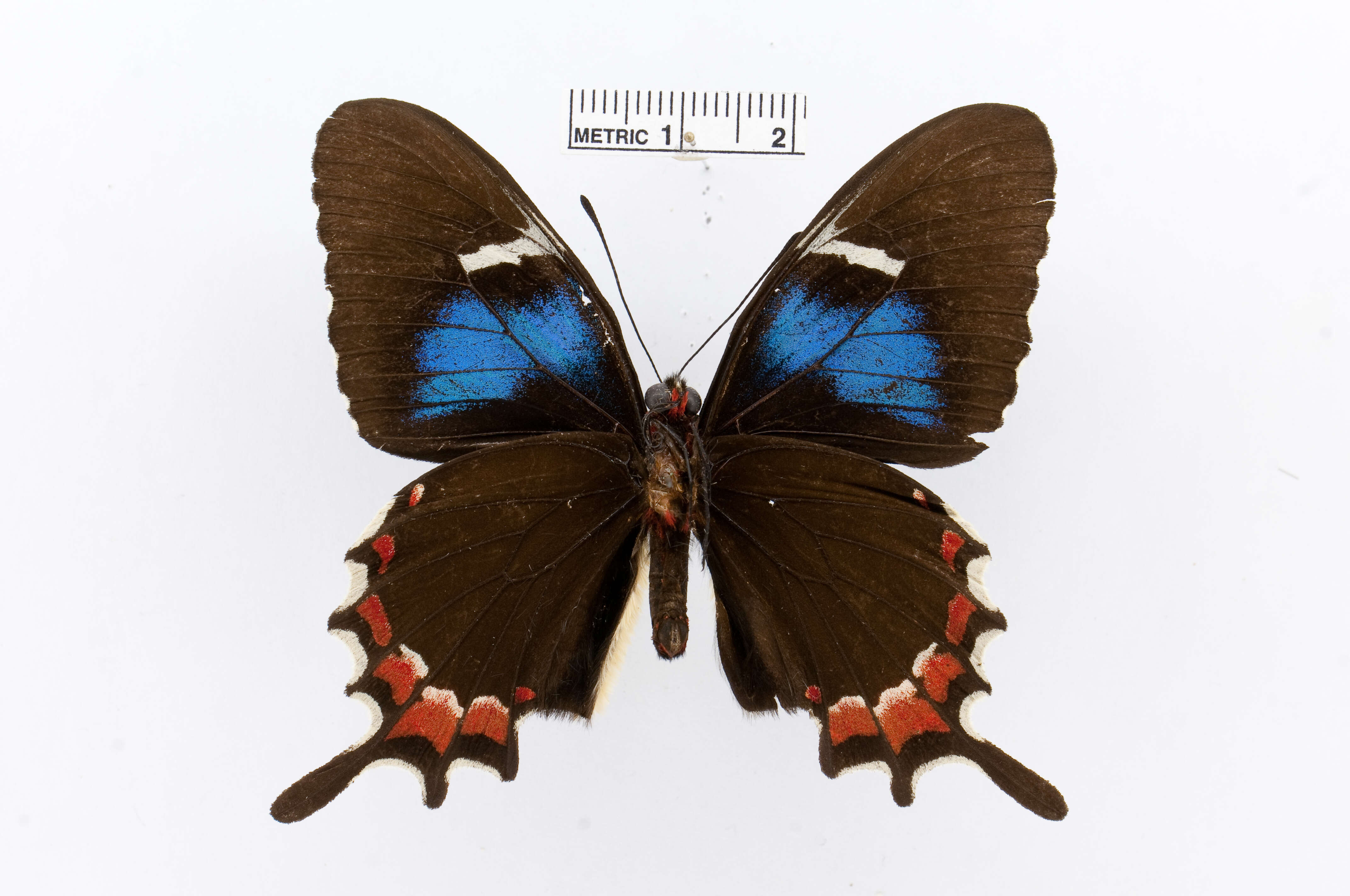 Image of Parides gundlachianus (Felder & Felder 1864)