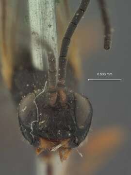 Image of Phaeogenes Wesmael 1845