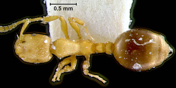 Image of Leptothorax Mayr 1855