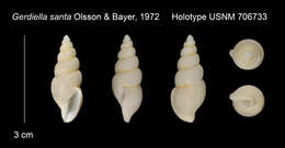 Image of Gerdiella santa Olsson & Bayer 1973