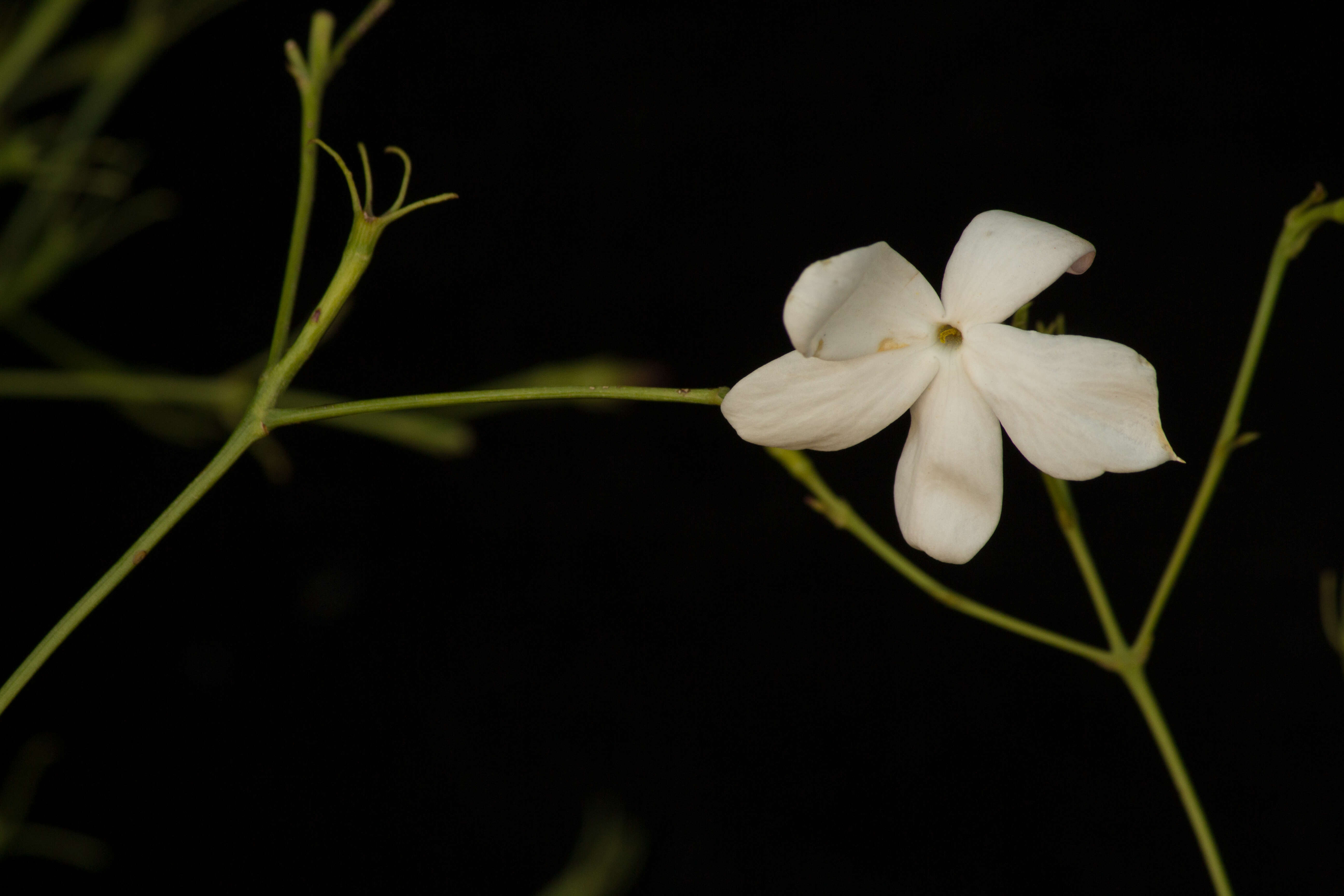 Image of Jasminum grandiflorum L.