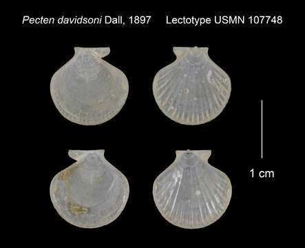 Plancia ëd Cyclopecten davidsoni (Dall 1897)