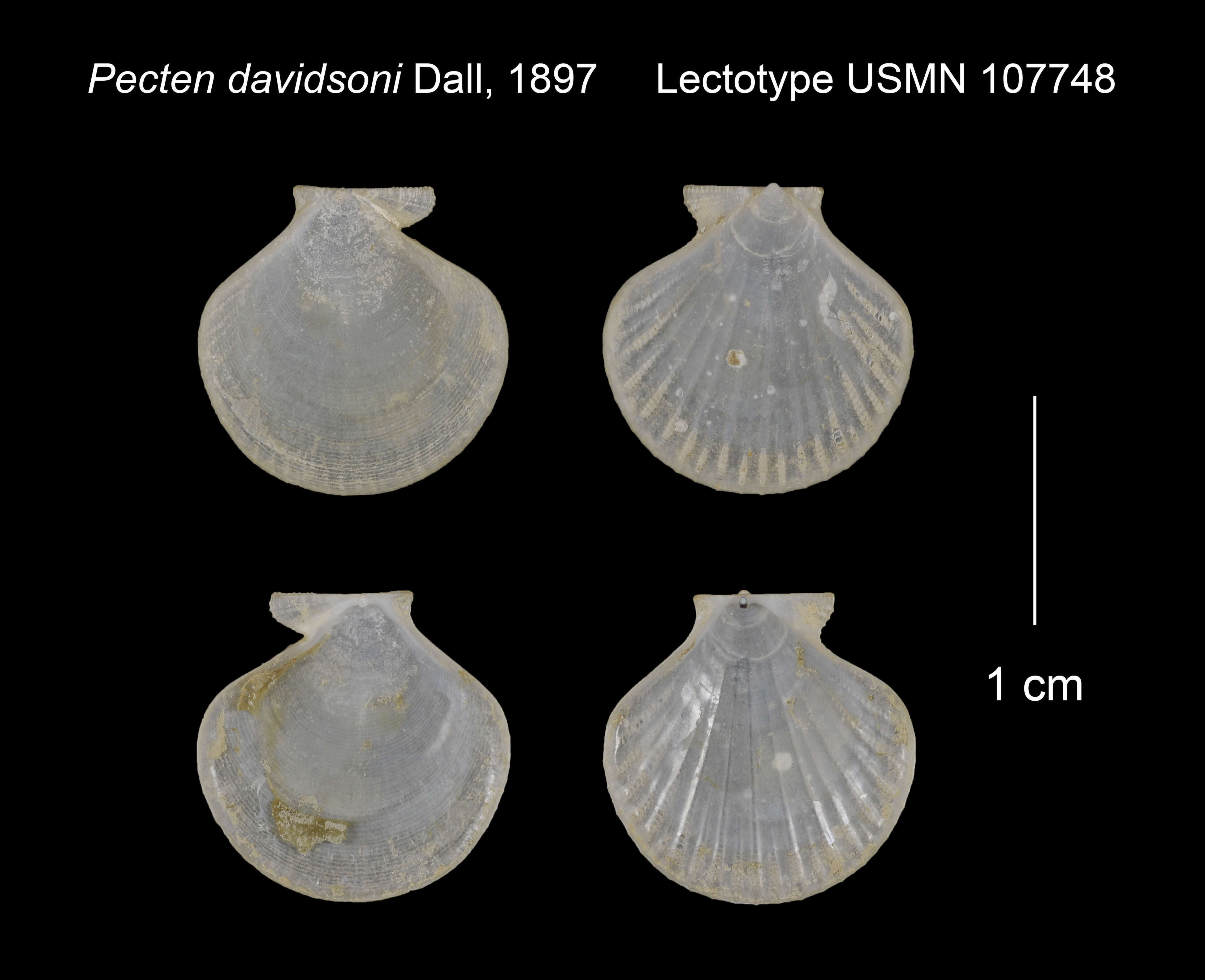 Imagem de Cyclopecten davidsoni (Dall 1897)