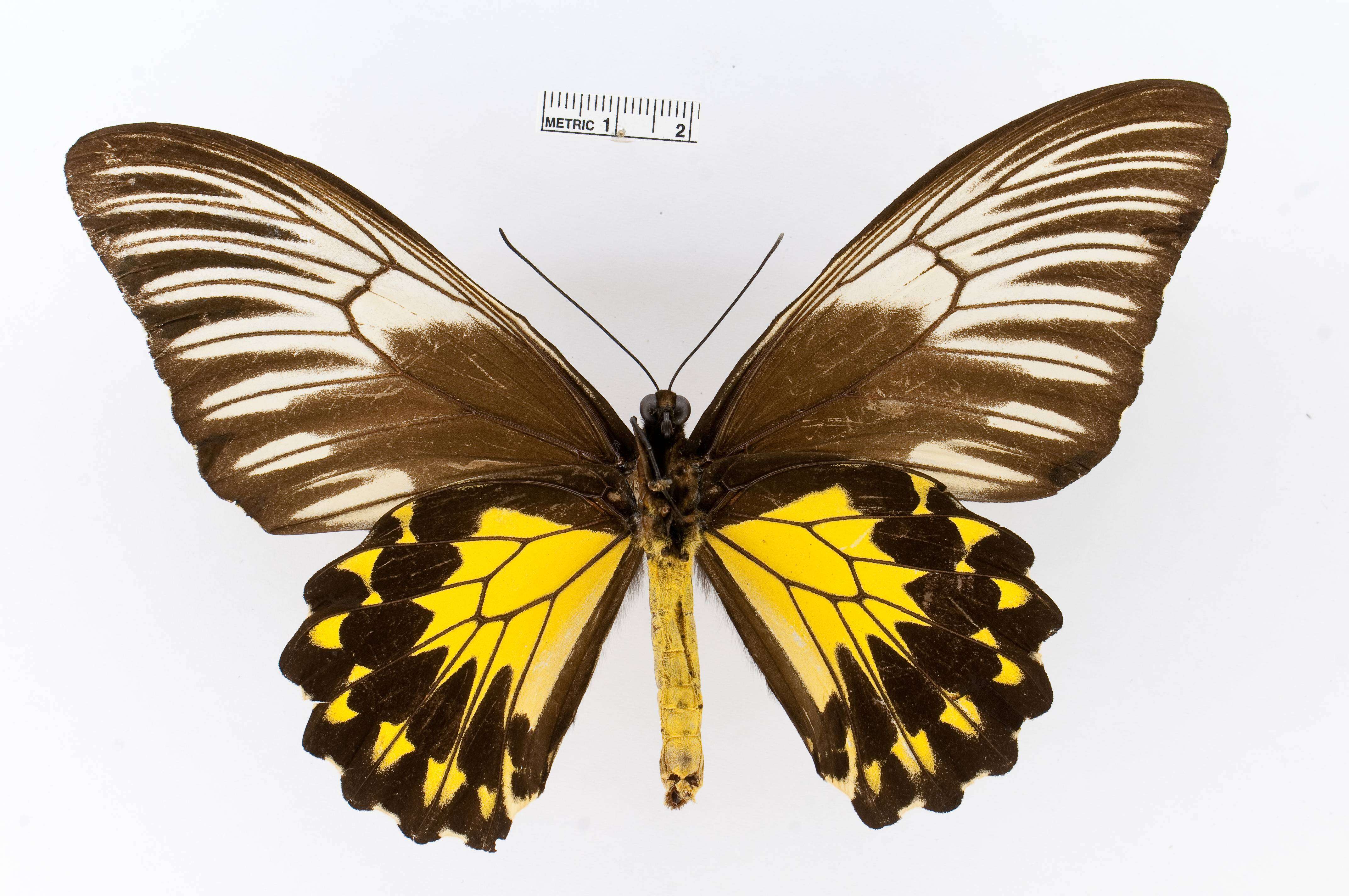 Image de Troides amphrysus (Cramer (1779))