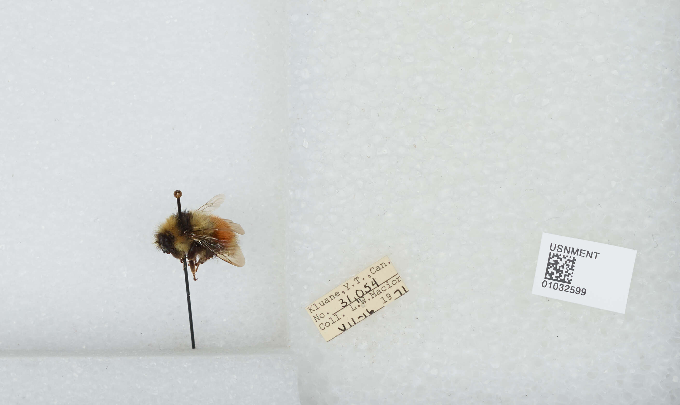 Image de Bombus sylvicola Kirby 1837