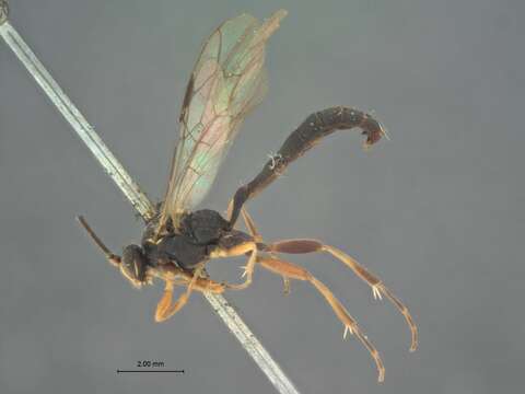 Image of Ichneumon Linnaeus 1758