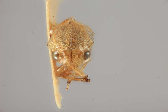 Image of Aphetea nigropicta Funkhouser