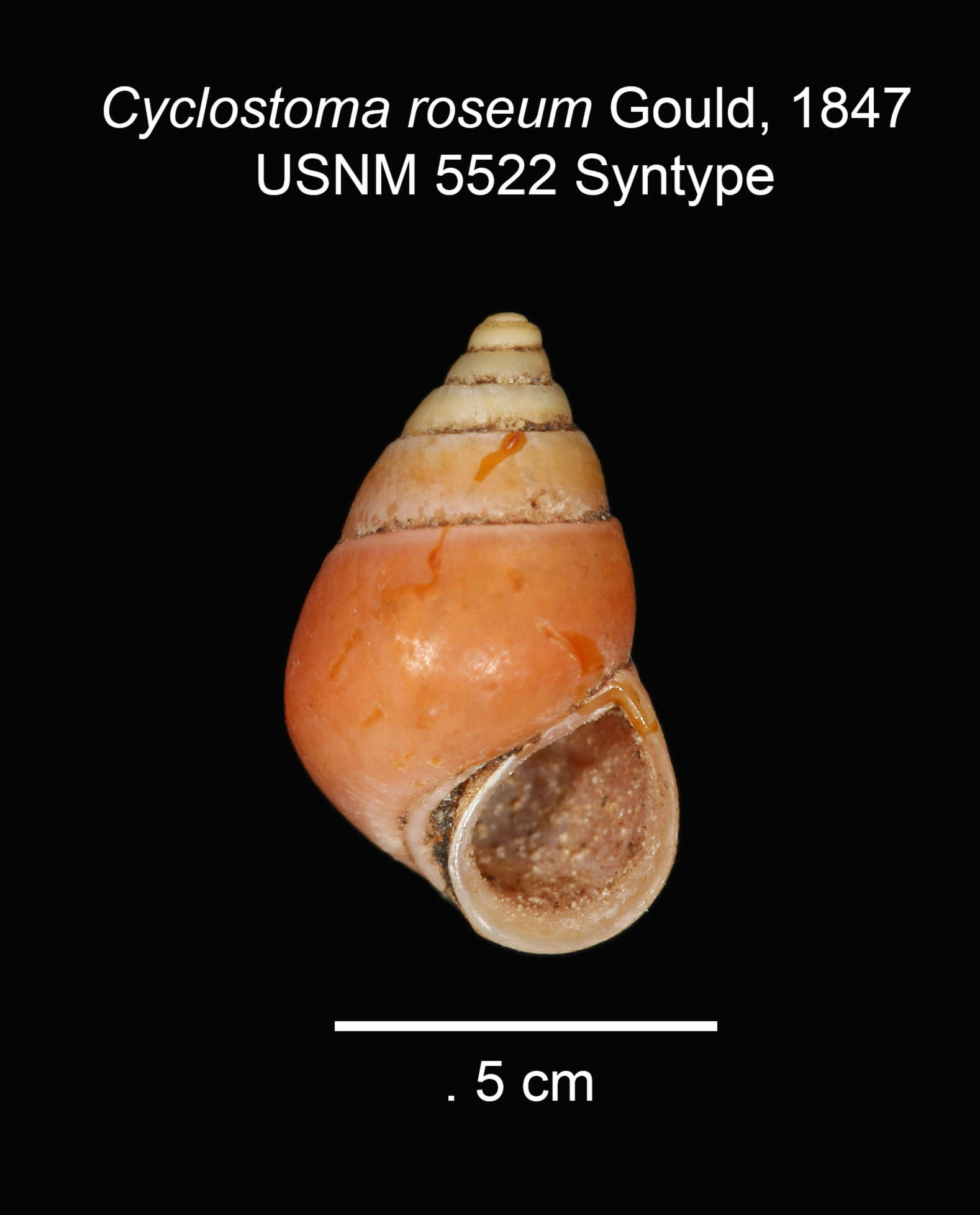 Image of Cyclostoma roseum Gould