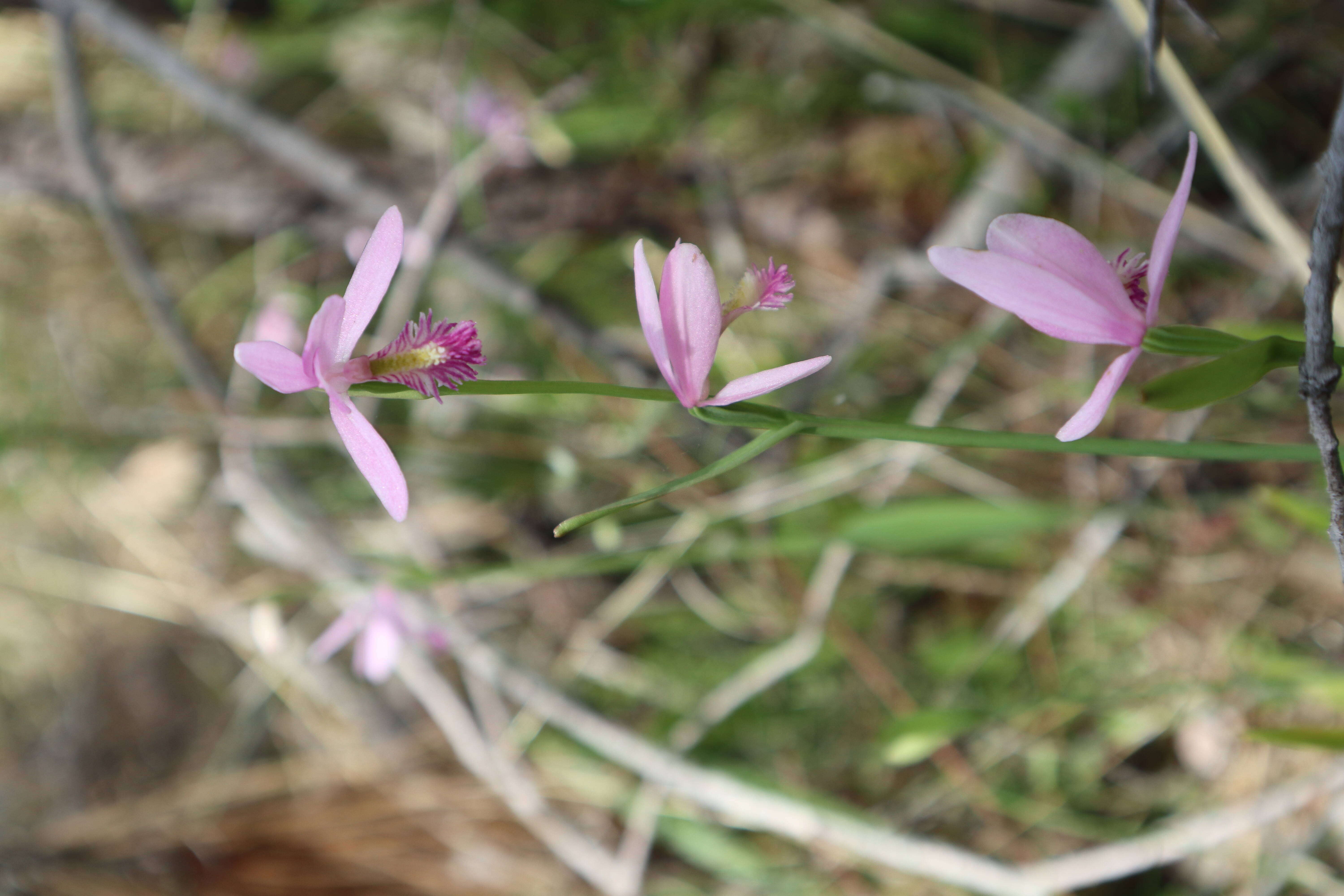 Image of snakemouth orchid