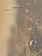 Image of Podagrion calopeplum Mani & Kaul 1972