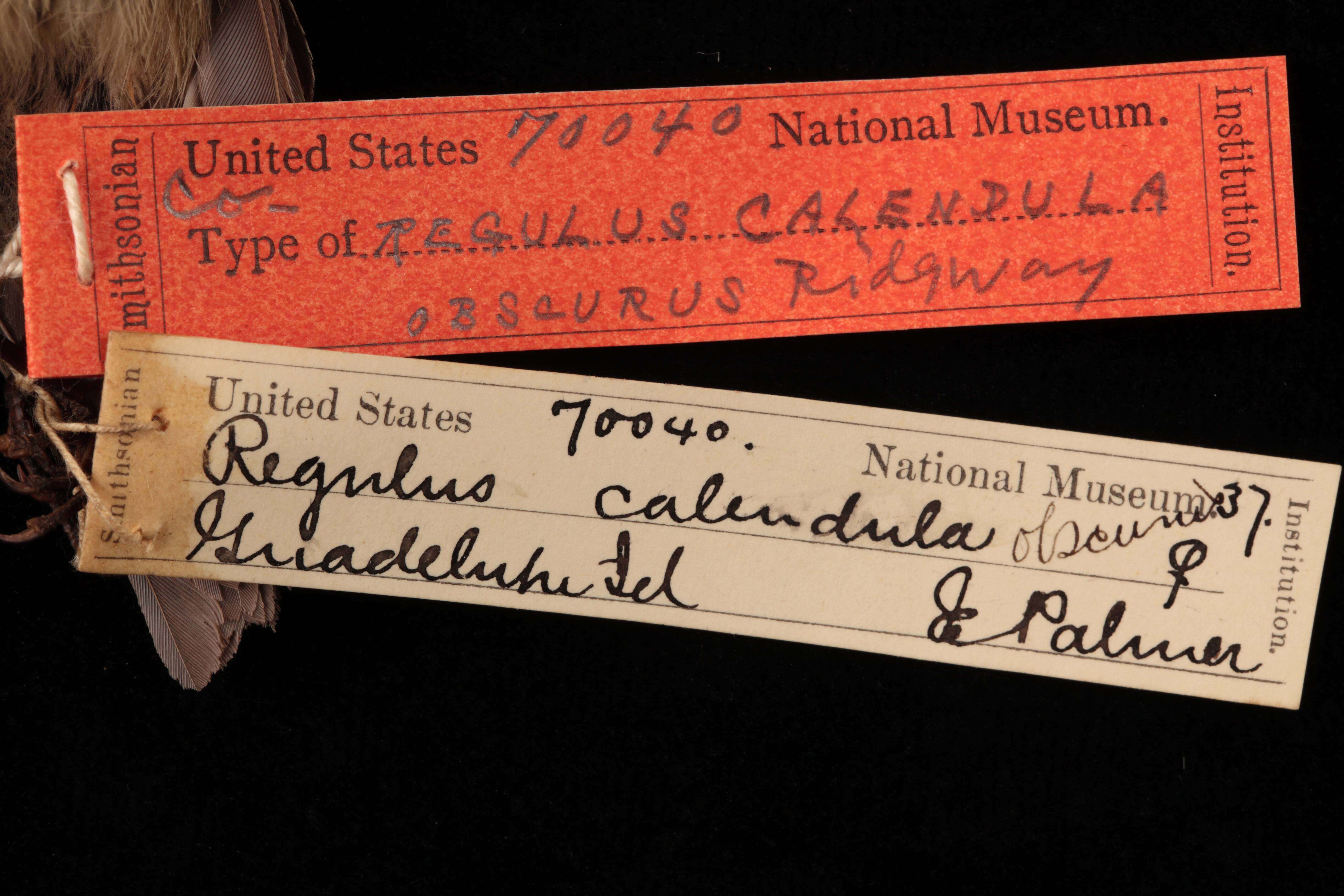 Regulus calendula obscurus Ridgway 1876 resmi