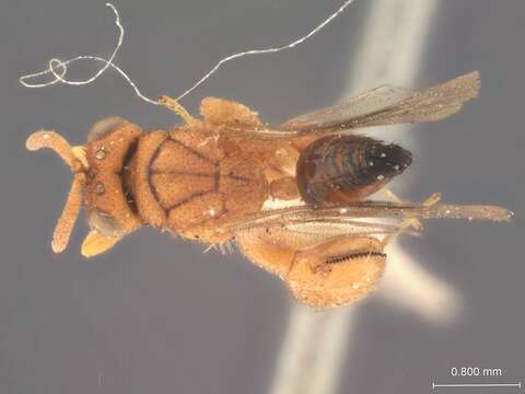 Image of Conura enocki (Ashmead 1904)