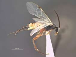 Image of Promicrogaster miranda Muesebeck 1958