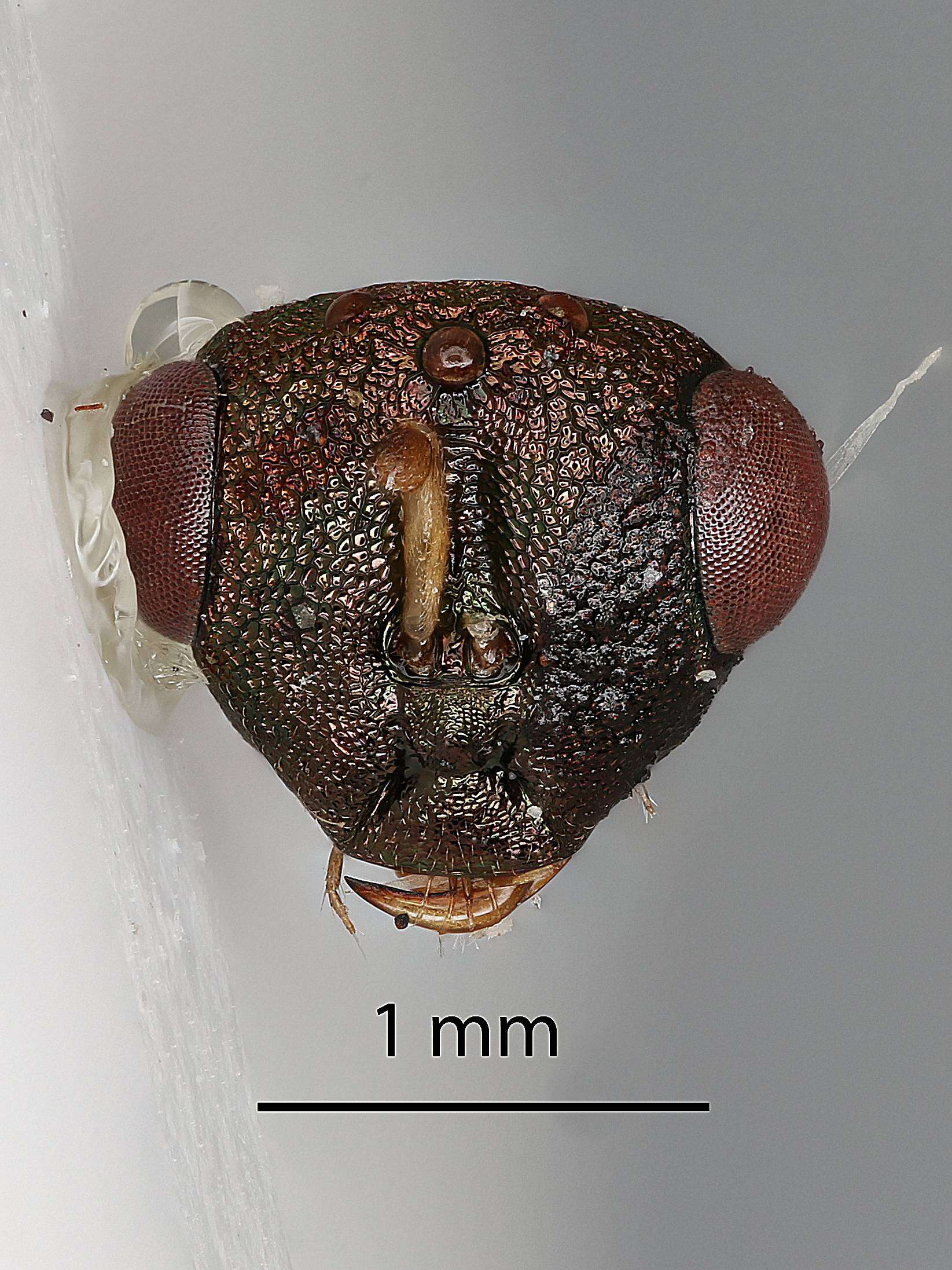 Image of Orasema aenea Gahan 1940