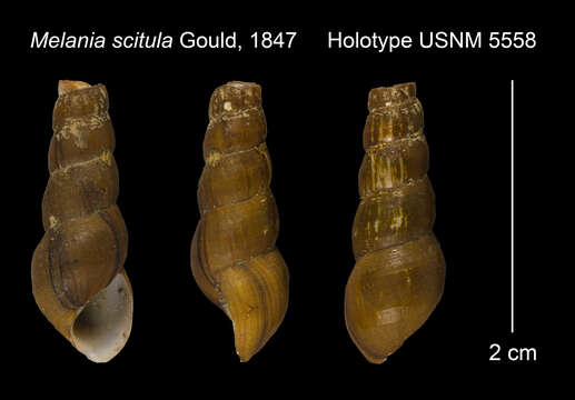 Image of <i>Melania scitula</i> Gould