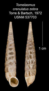 Imagem de Tomelasmus crenulatus zebra C. Torre & Bartsch 1972