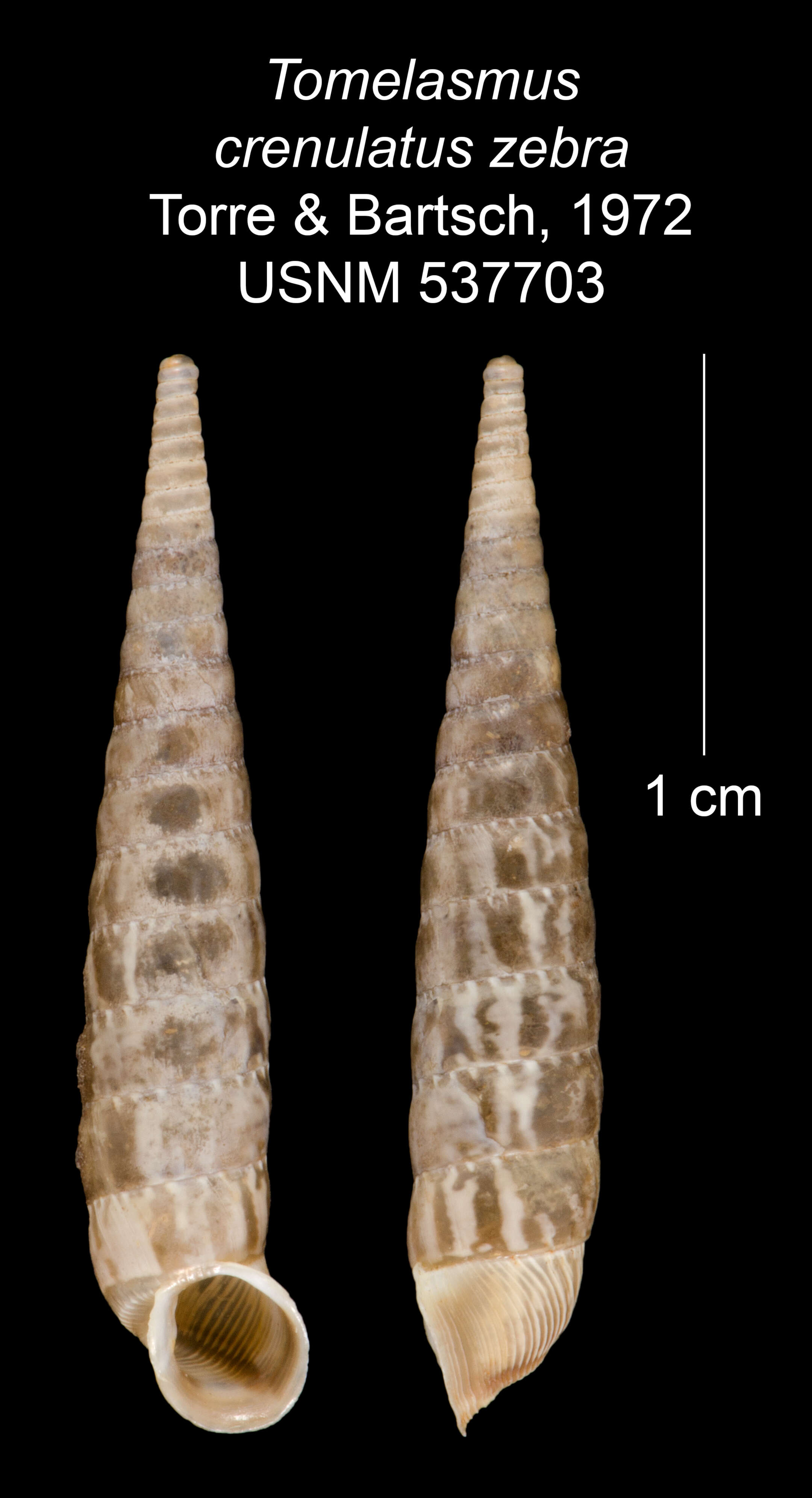 Imagem de Tomelasmus crenulatus zebra C. Torre & Bartsch 1972