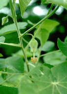 Image of Hidden-petaled Abutilon