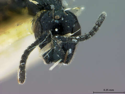 Image of Parasitoid wasp