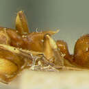 Imagem de Camponotus guppyi Mann 1920