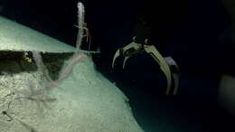 Image of Four-stick Black Coral