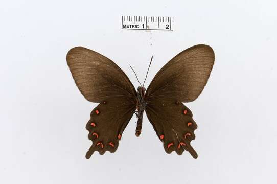 Image of Parides montezuma (Westwood 1842)