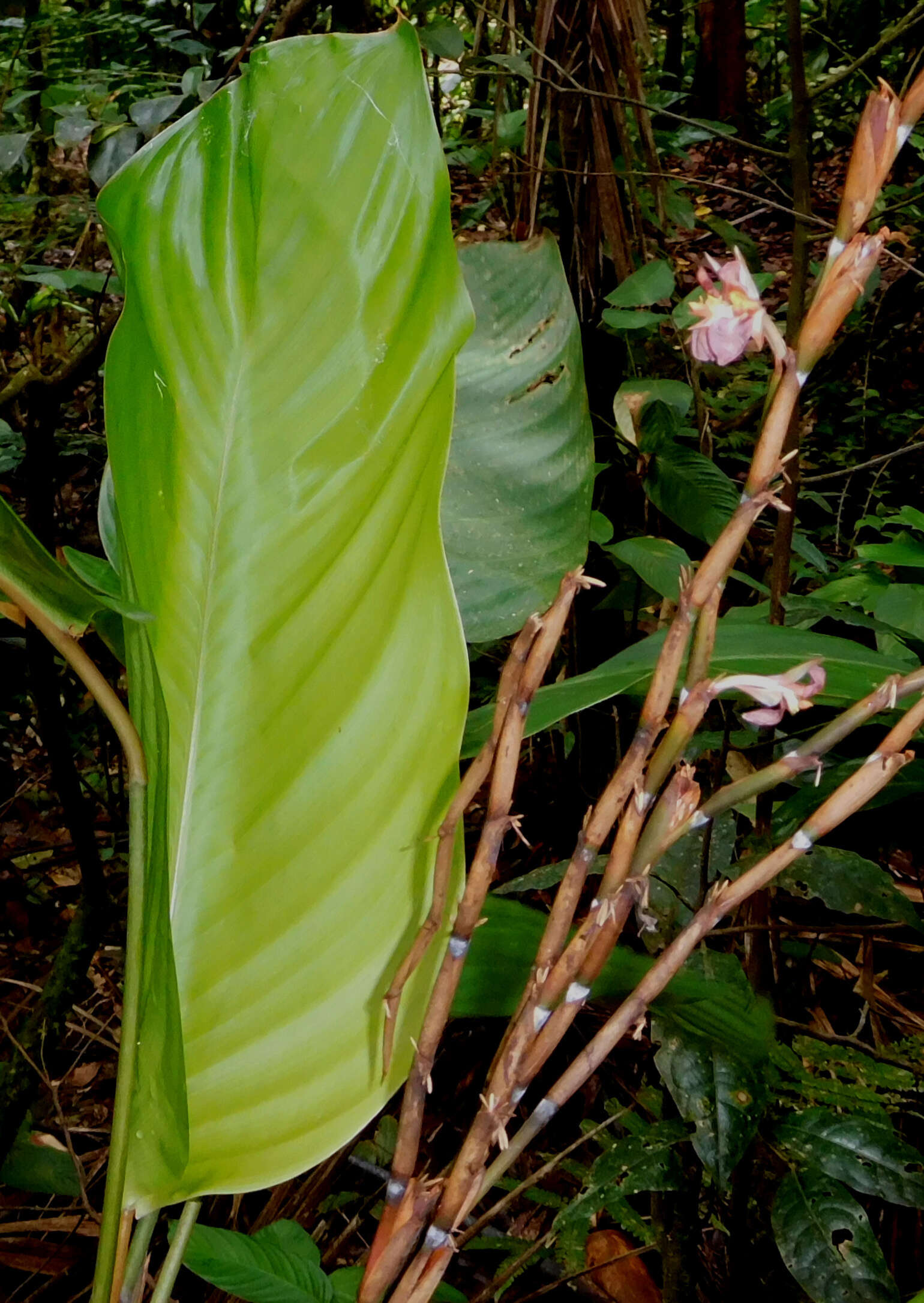 Image of Ischnosiphon arouma (Aubl.) Körn.