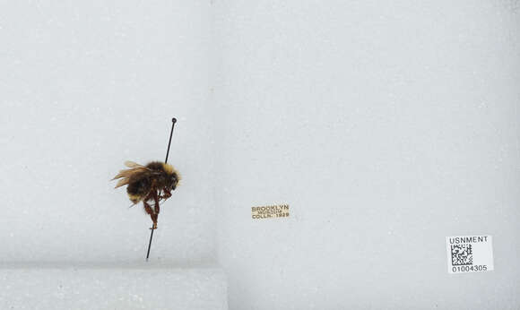 Image of Obscure Bumble Bee